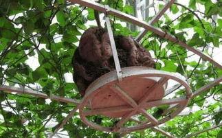 房顶上吃瓜,夏日里的悠闲时光