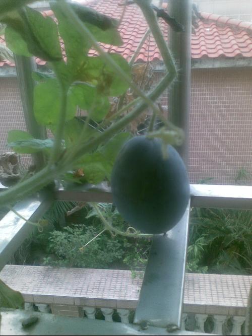 房顶上吃瓜,夏日里的悠闲时光