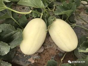 房顶上吃瓜,夏日里的悠闲时光