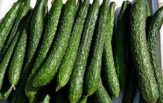 黄皮瓜减肥可以吃吗