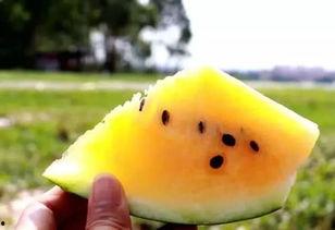 吃瓜会爆炸吗,吃瓜真的会爆炸吗?探究瓜果安全食用之谜