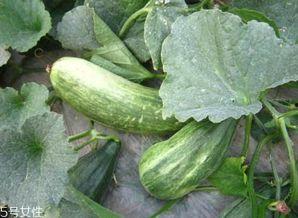 瓜如何吃的多,解锁畅享瓜类美食的多样吃法