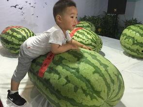 厦门翔安吃瓜事件