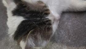 猫吃瓜萝卜,瓜萝卜大餐,萌宠新宠儿