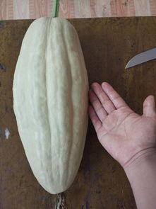 吃中药可以吃瓜叶子吗,吃瓜叶子与中药同食的注意事项