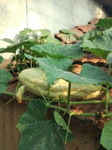 吃中药可以吃瓜叶子吗,吃瓜叶子与中药同食的注意事项