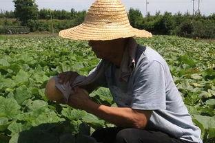 葛大叔吃瓜,揭秘娱乐圈幕后真相