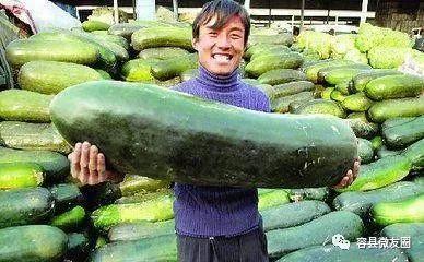 吃瓜不吃蒂,探寻美食背后的趣味与智慧